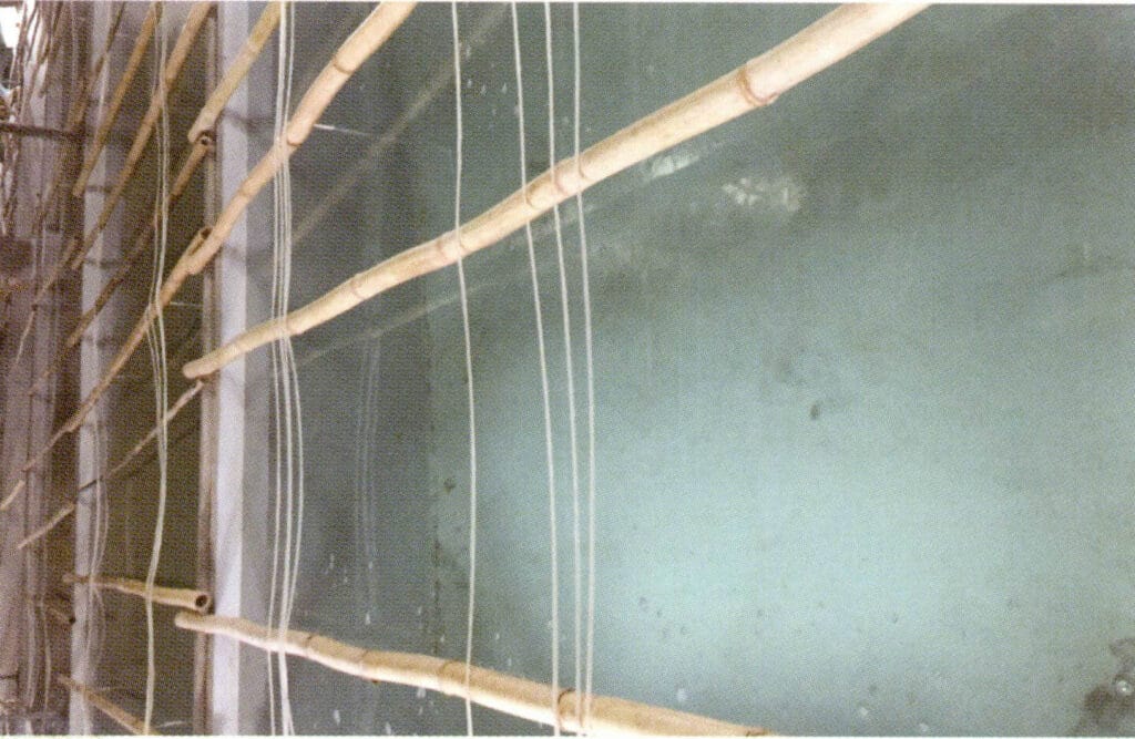 الشكل 1-3-49-1-39 حوض حضانة ماكترا