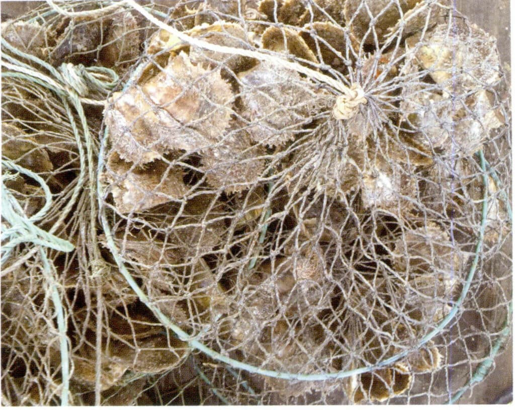 الشكل 1-3-54- أركا في القفص المعلق