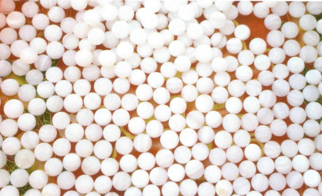 الشكل 1-3-3-61 نواة الصدفة