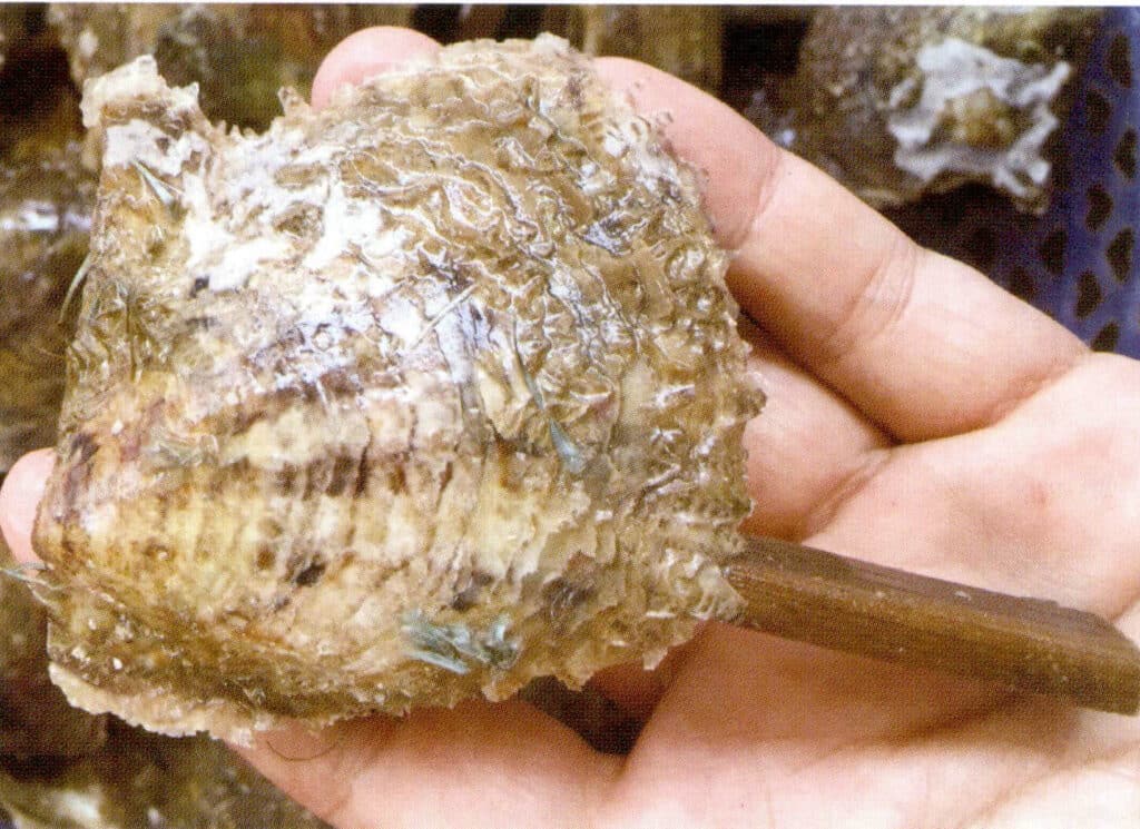 الشكل 1-3-63 النواة المفتوحة للماكترا المدخلة