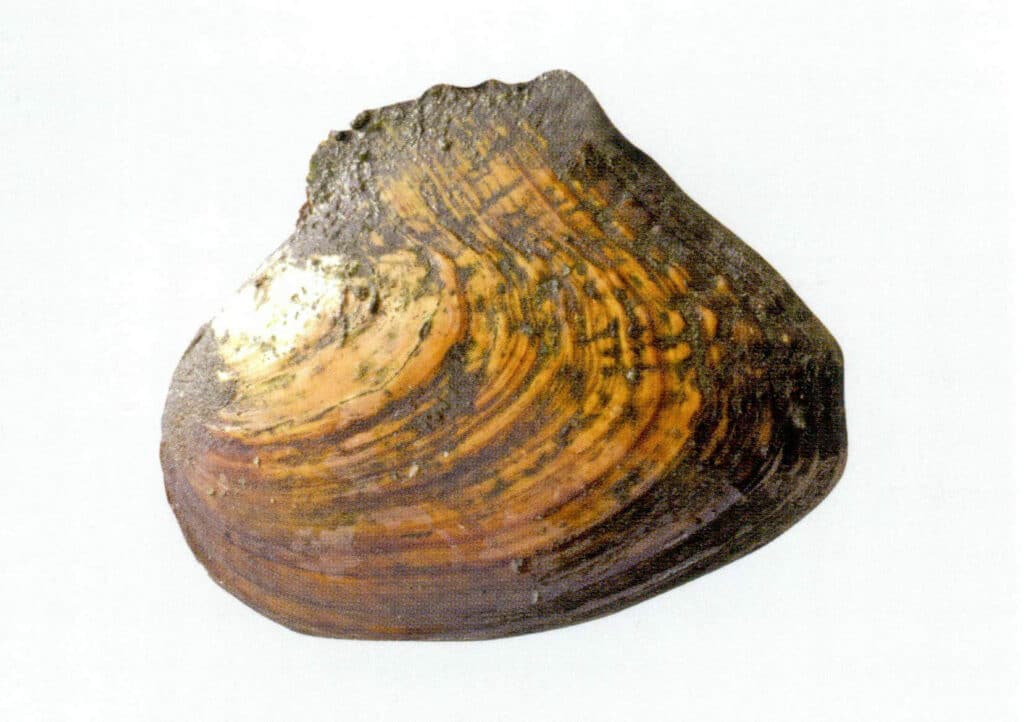 الأشكال 1-3-3-72 Hyriopsis cumingii أو بلح البحر المثلث الصدفي,