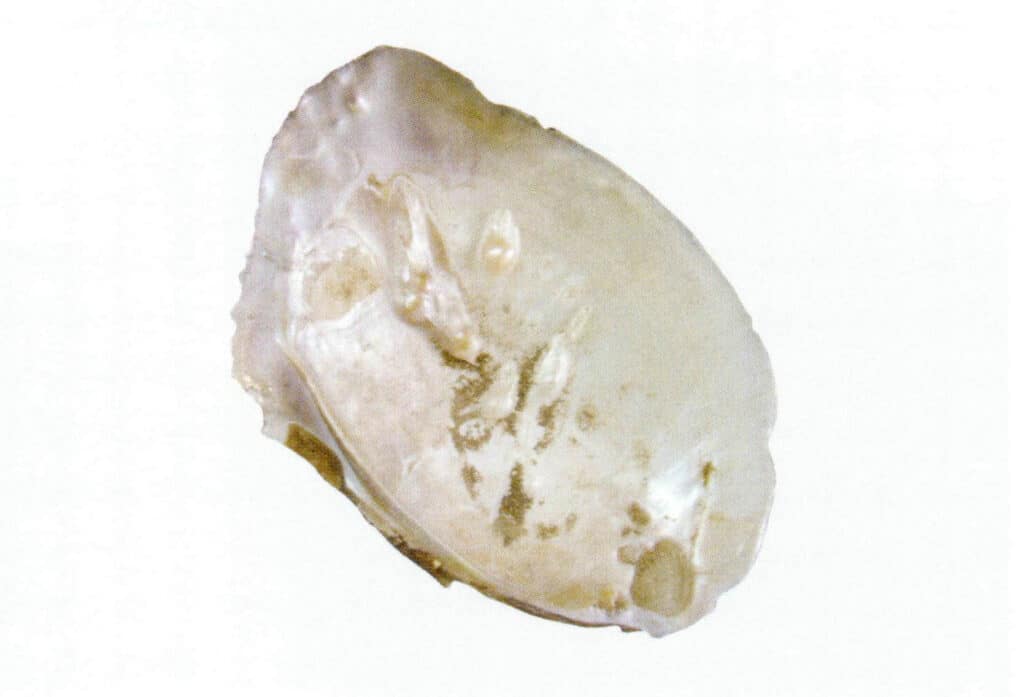 الشكل 1-3-3-73 كريستاريا بليكاتا أو بلح البحر اللؤلؤي القرصان,