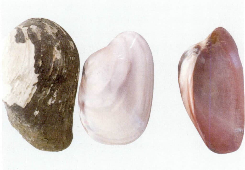 الأشكال 1-3-3-74 Hyriopsis schlegeli أو بلح البحر اللؤلؤي بيوا,