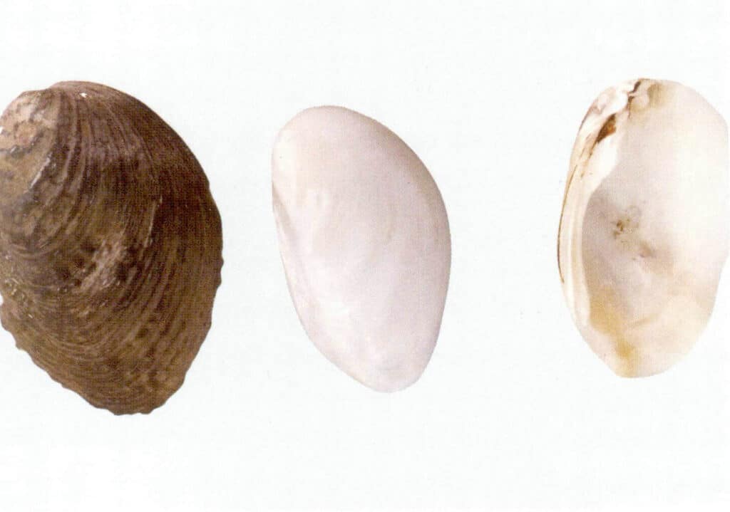 الأشكال 1-3-3-75 لامبوتولا لياي