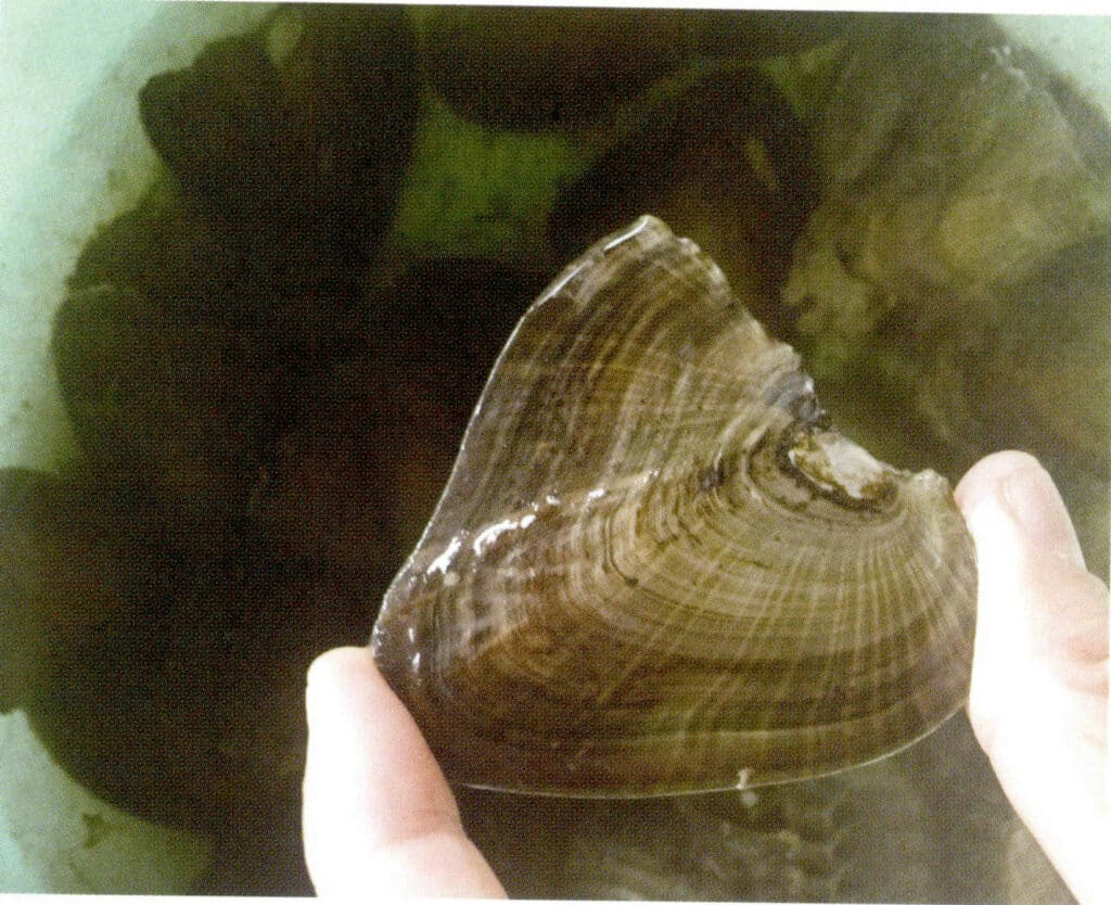 الشكل 1-3-76 المحار الصغير في انتظار التنوي 1