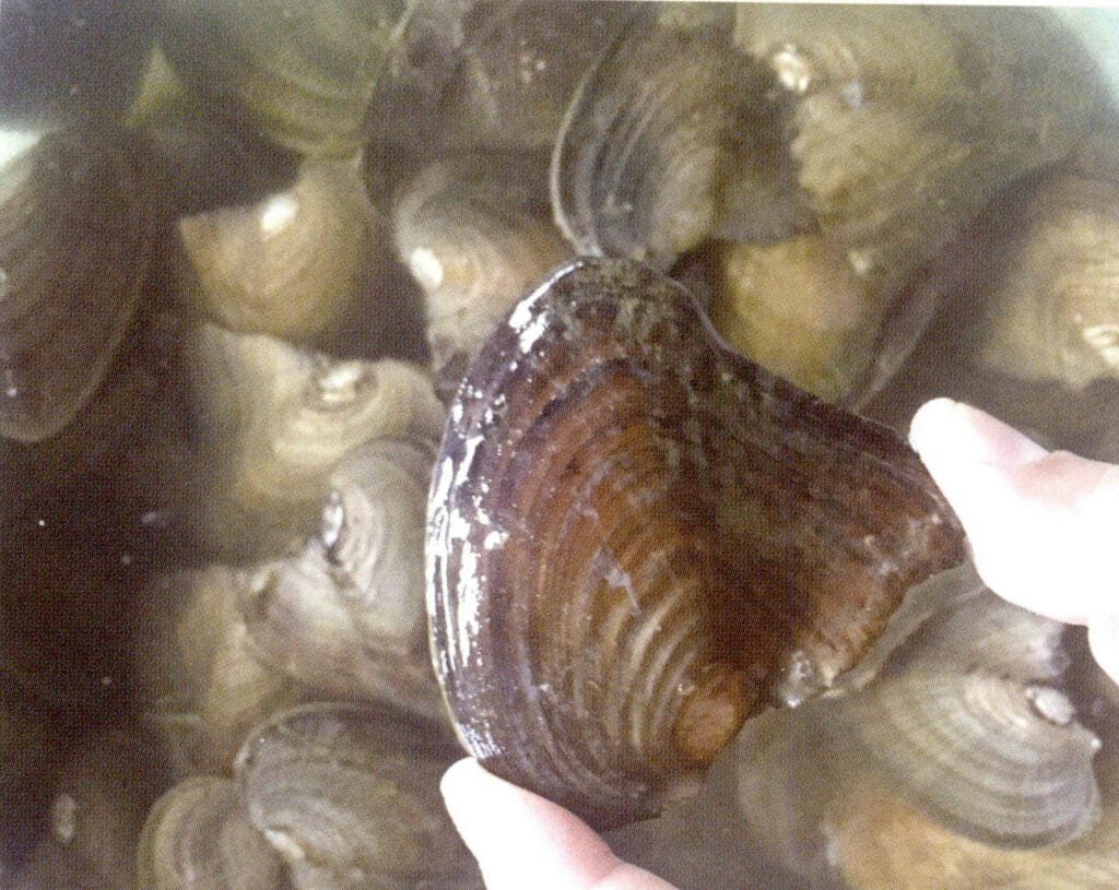 الشكل 1-3-77 المحار الصغير الذي ينتظر التنوي 2