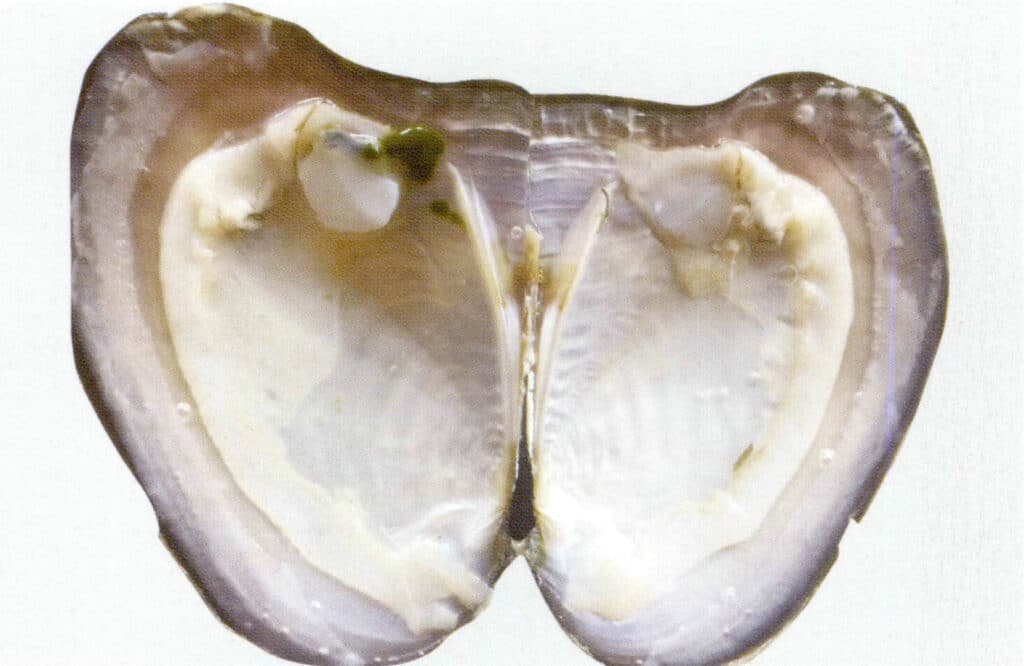 يُظهر الشكل 1-3-78 المحارة التي توفر الوشاح