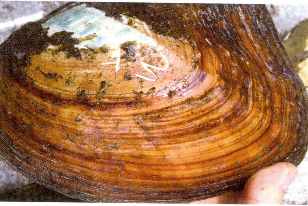 الشكل 1-3-88 الرقم التسلسلي للرقم التسلسلي للنواة الرئيسية للإدخال على صدفة المحار