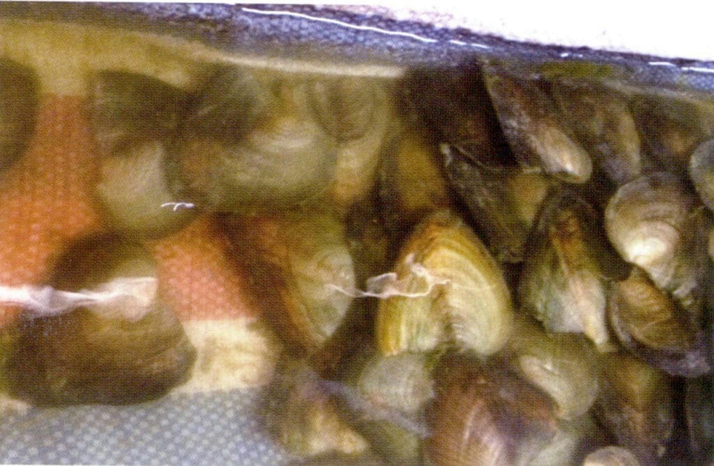 الشكل 1-3-89 محار اللؤلؤ بعد الجراحة