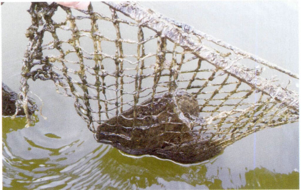 الشكل 1-3-3-92 الثقافة المعلقة (1)