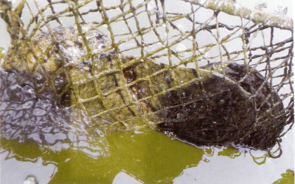 الشكل 1-3-3-93 الثقافة المعلقة (2)