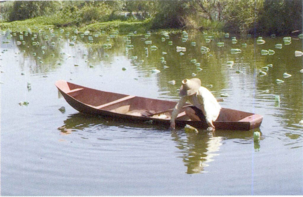 الشكل 1-3-94 فحص محار اللؤلؤ البذري