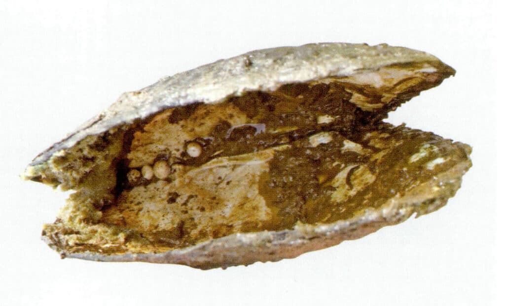 الشكل 1-3-97 قشور المحار الفارغة المتبقية بعد أن أدت آفات الجسم إلى الوفاة