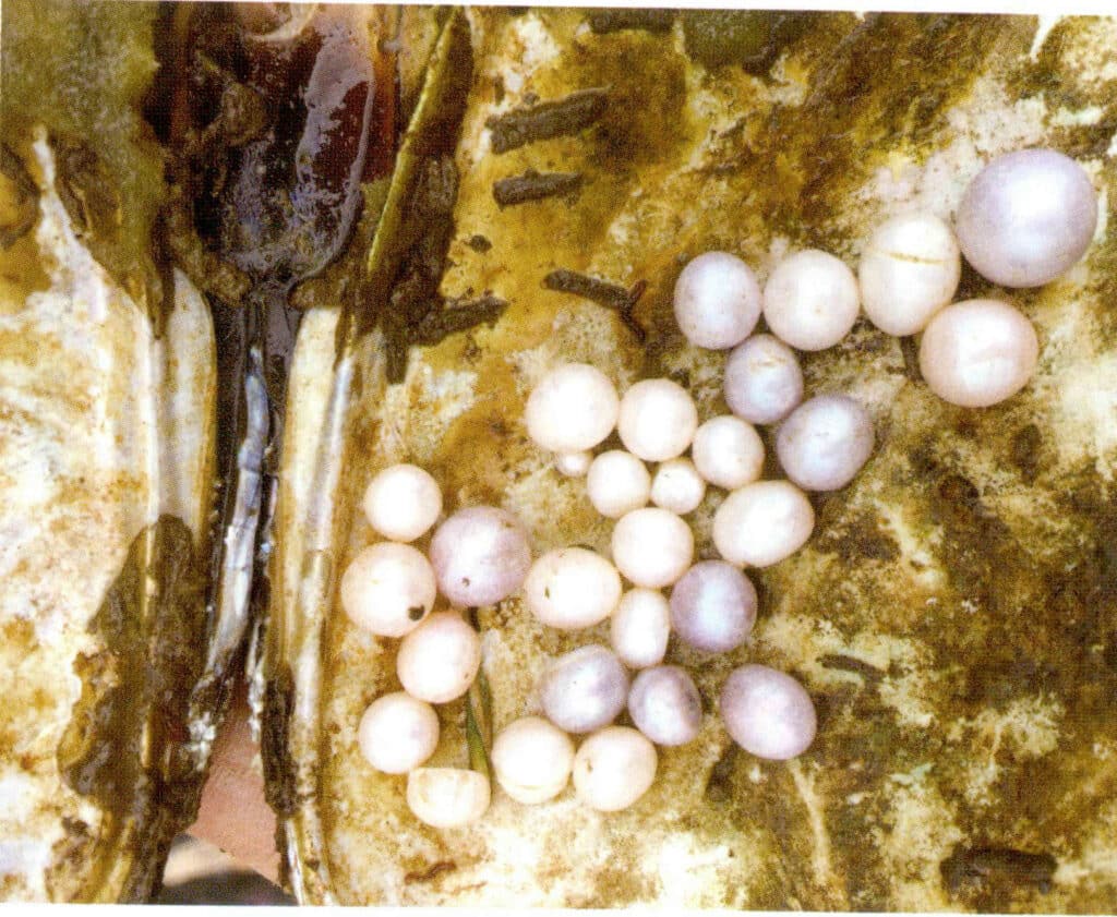 الشكل 1-3-99- اللؤلؤ في ذوات الصدفتين الميتة