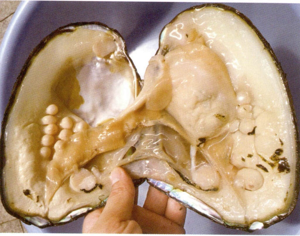 الشكل 1-300-100 محار اللؤلؤ المستزرع المفتوح