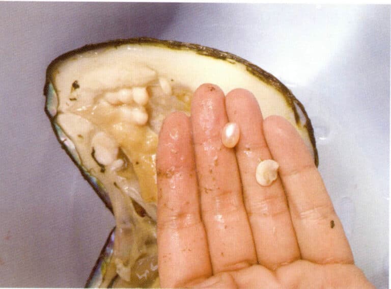 Figure 1-3-102 Harvested High-Quality Non-Nucleated Pearls