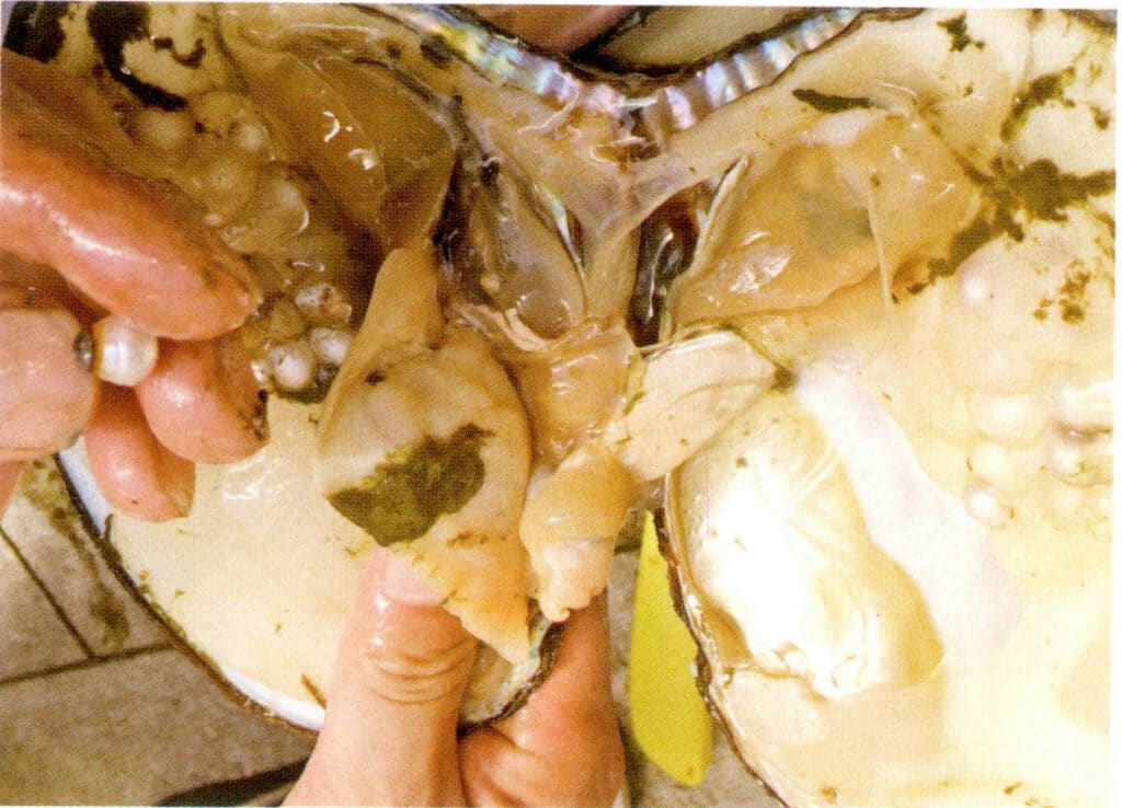 الشكل 1-3-103 اللآلئ المعيبة المحصودة