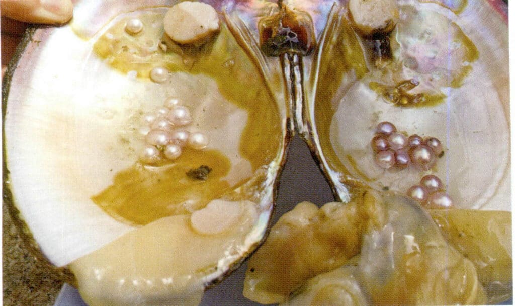 الشكل 1-3-104 اللآلئ غير النواة المستخرجة من محار لؤلؤة واحدة مستزرعة