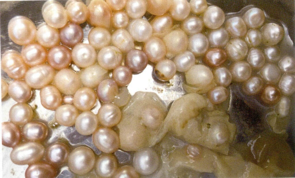 الشكل 1-3-105 اللآلئ الخالية من النواة المقطوفة حديثًا