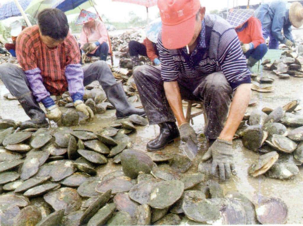 الشكل 1-3-106 جمع اللؤلؤ على نطاق واسع: فتح المحار