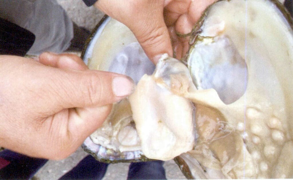 الشكل 1-3-108 حصاد اللؤلؤ على نطاق واسع: استخراج اللؤلؤ الخالي من النواة