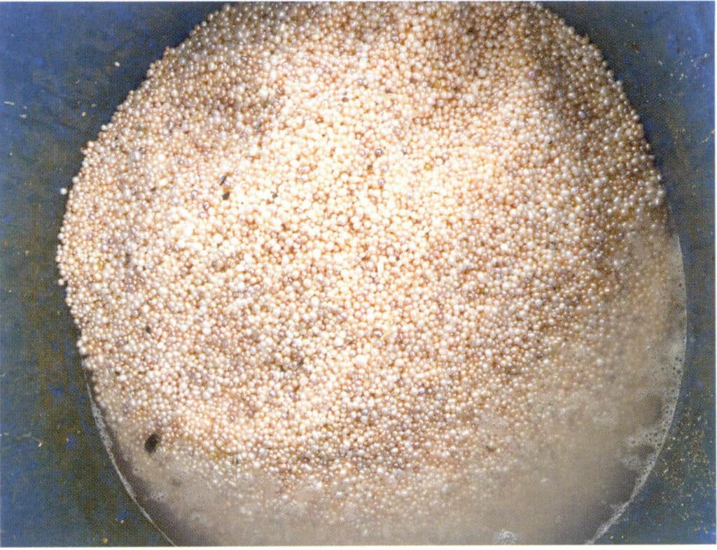 الشكل 1-3-112 حصاد اللؤلؤ على نطاق واسع: اللؤلؤ المحصود