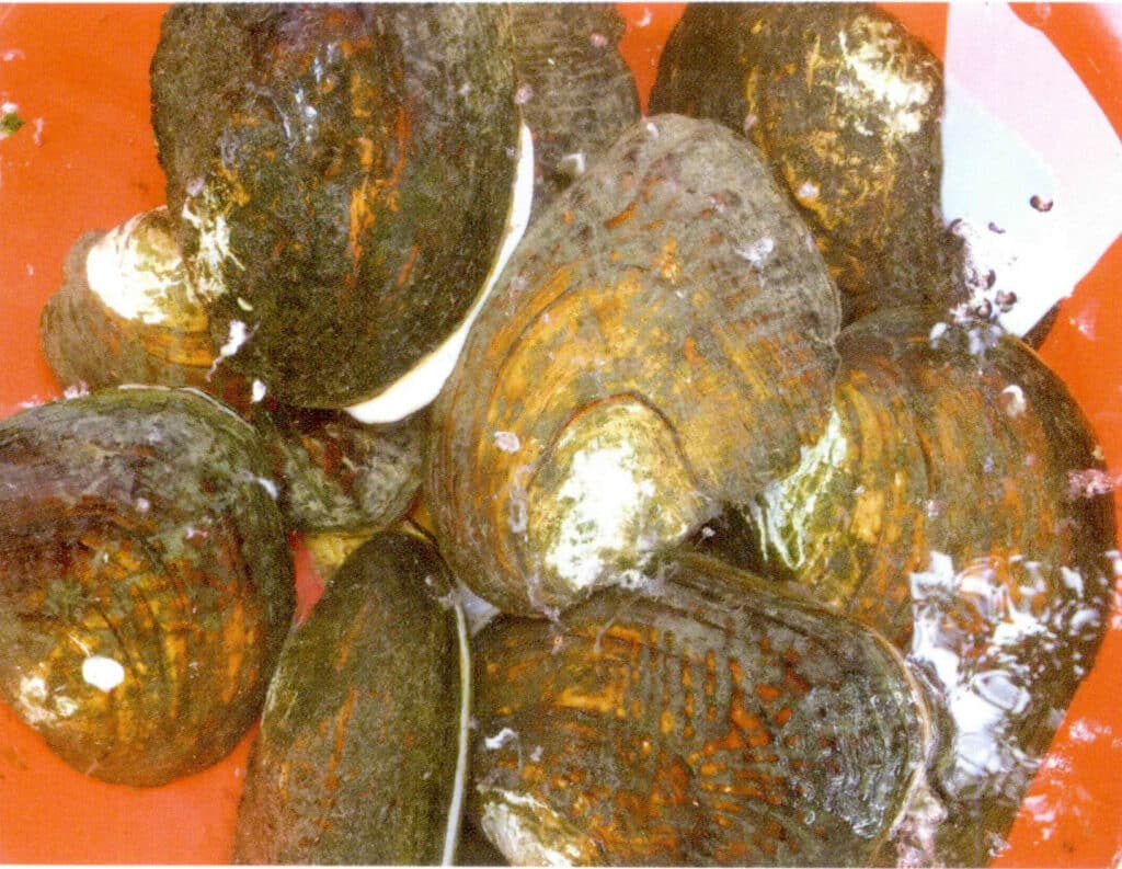 الشكل 1-3-116 استزراع اللؤلؤ المنوي في المحار الشراعي المثلث