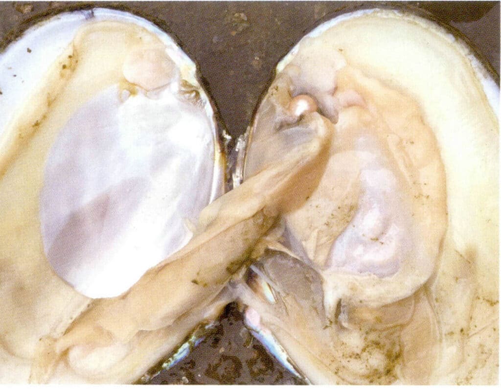 الشكل 1-3-117 مواقع زراعة اللؤلؤ المستدير النواة