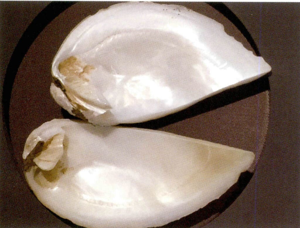 الشكل 1-3-118 إنتاج نوى القشرة 1