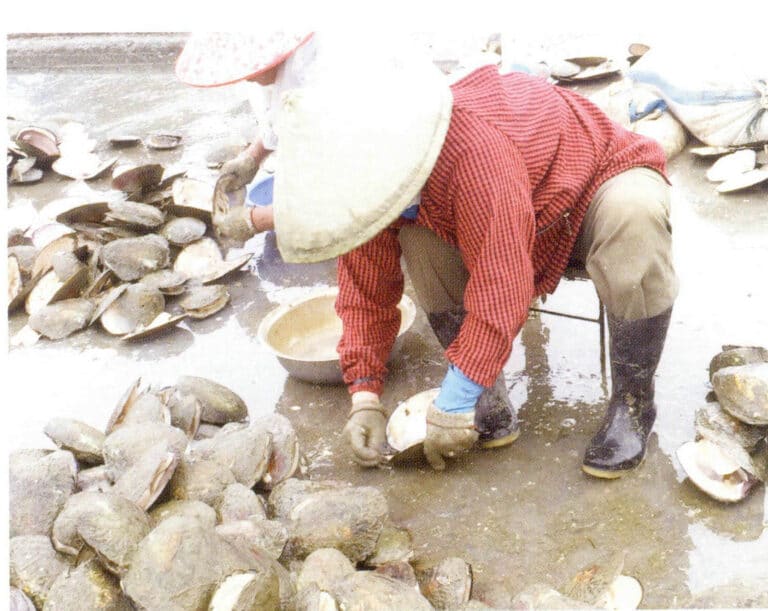 الشكل 1-3-122 حصاد اللؤلؤ على نطاق واسع: أخذ اللؤلؤ المنزوع النواة