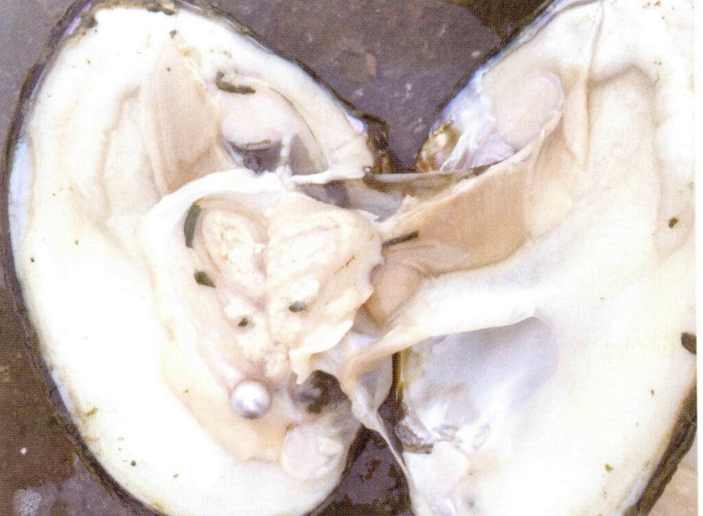 الشكل 1-3-123 لآلئ المياه العذبة المستزرعة المستديرة المحصودة