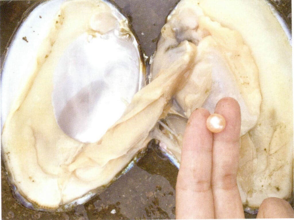 الشكل 1-3-124 لآلئ المياه العذبة المستزرعة المستديرة المحصودة