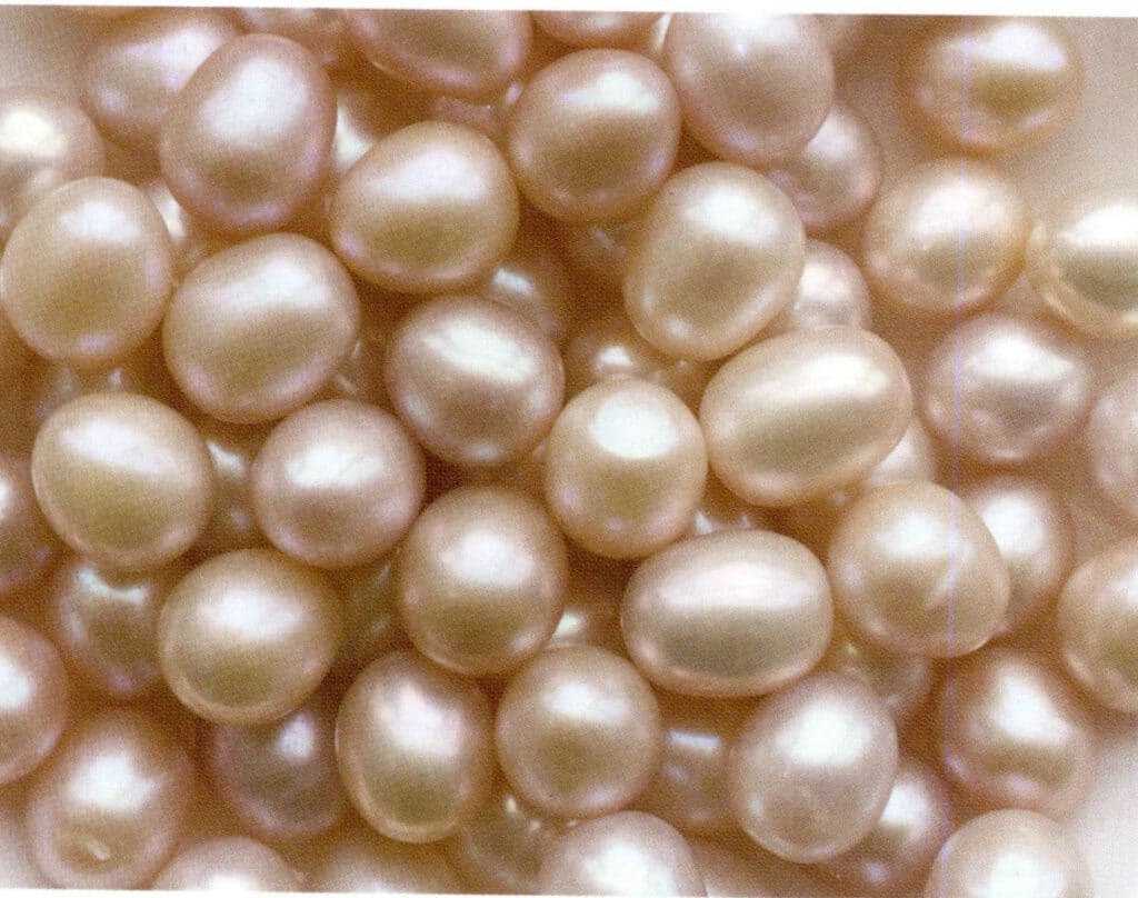 الشكل 1-4-4-1 لآلئ المياه العذبة المستزرعة