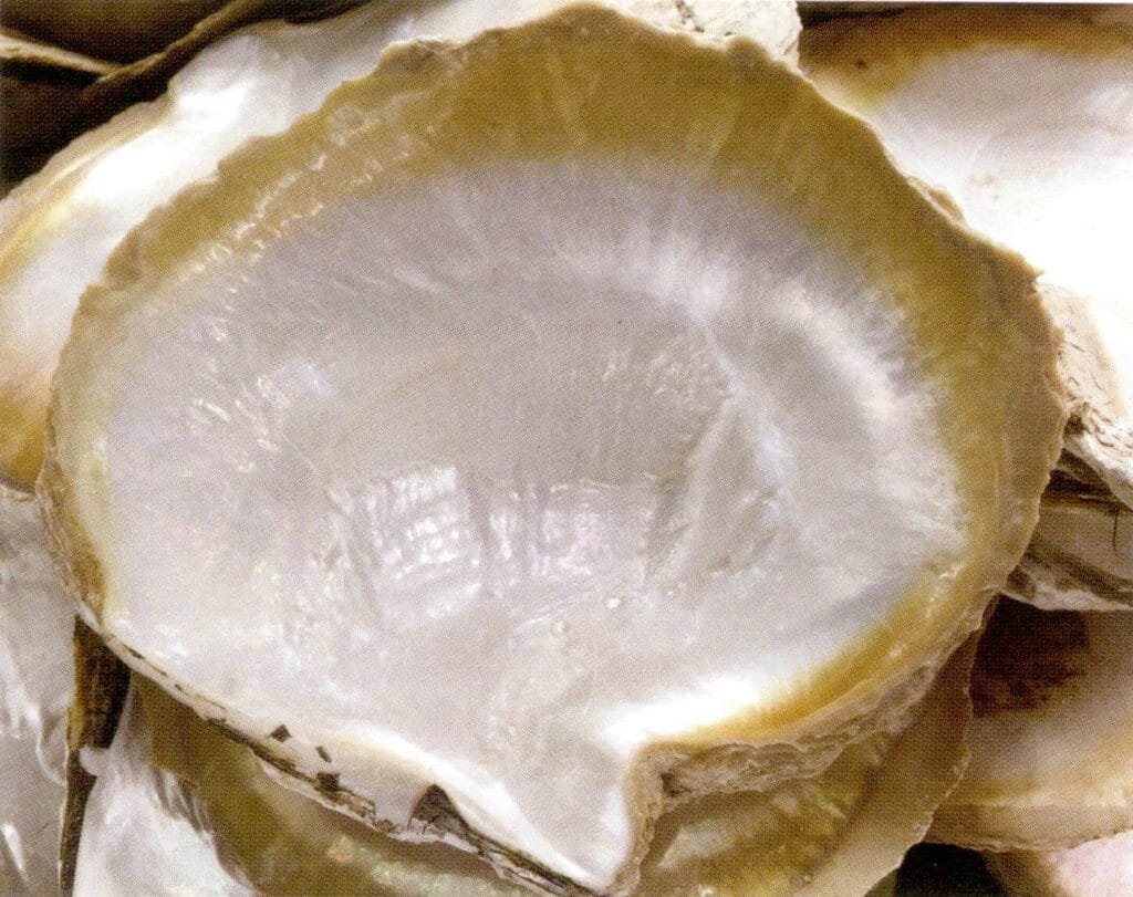 الشكل 1-4-13 محار اللؤلؤ المستزرع في مياه البحر (المحار ذو الشفاه الذهبية)