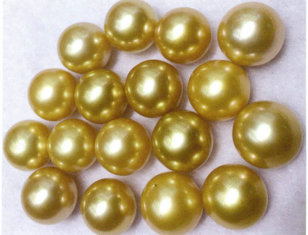 الشكل 1-4-14 لؤلؤة البحر الجميلة المزروعة بمياه البحر (لؤلؤة البحر الجنوبي الذهبية التي ينتجها المحار ذو الشفاه الذهبية)