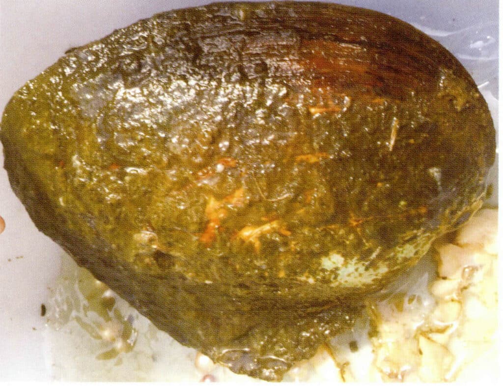 الشكل 1-4-15 محار اللؤلؤ المستزرع في المياه العذبة (محار الشراع المثلث)