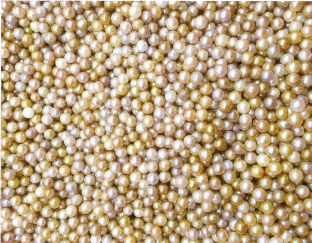 الشكل 1-4-16 لؤلؤ المياه العذبة المستزرع (لؤلؤ المياه العذبة الذي ينتجه محار الشراع المثلث)