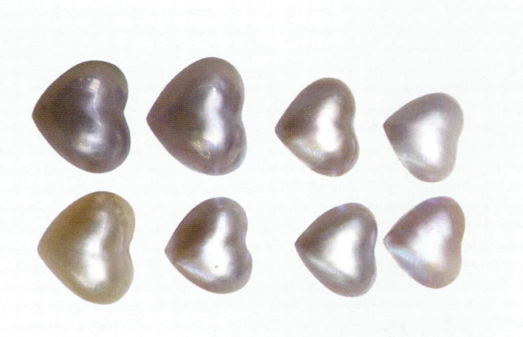 الشكل 1-4-25 لؤلؤة المياه العذبة مع الصدفة 3