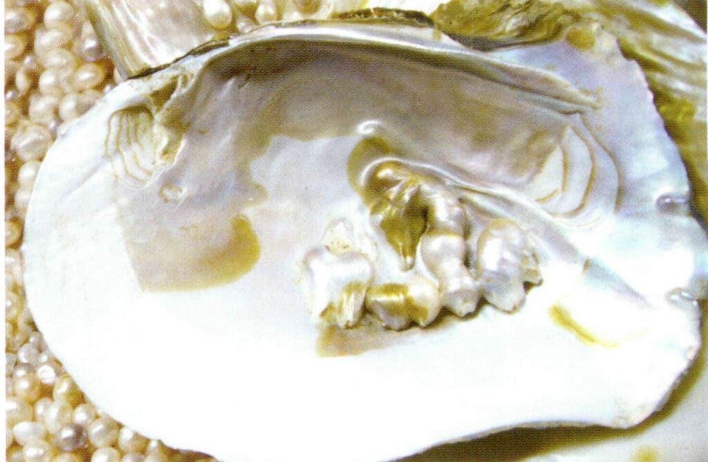 الشكل 1-4-26 لؤلؤة المياه العذبة مع الصدفة 4