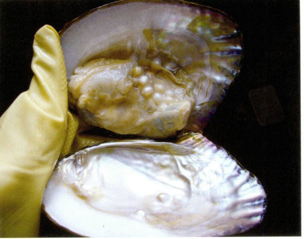 الشكل 1-4-27 اللآلئ الحرة في جسم ضفدع المياه العذبة