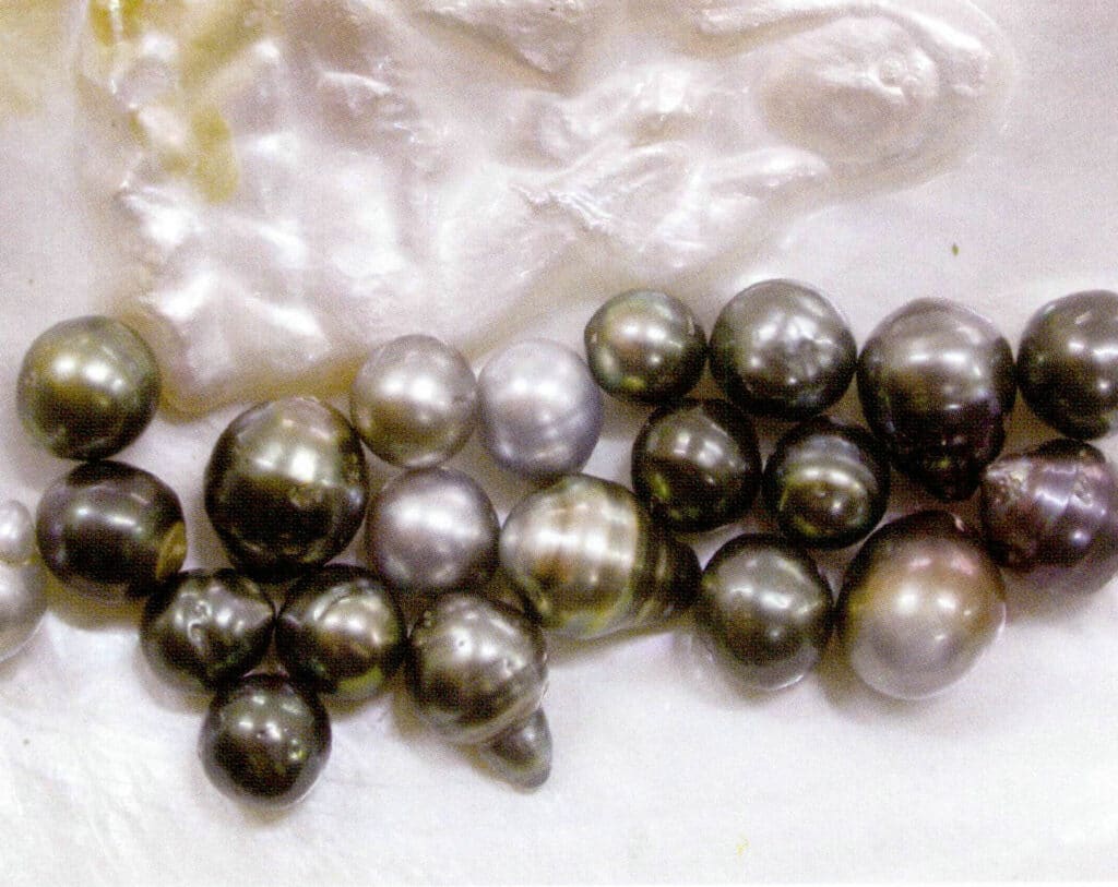 الشكل 1-4-28 لآلئ ملتصقة بأصداف المياه العذبة (تمثال غوانين) ولآلئ سوداء خالية من مياه البحر