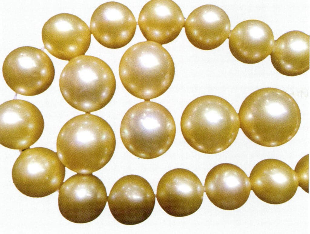 الشكل 1-4-30 لؤلؤة البحر الجنوبي الذهبية