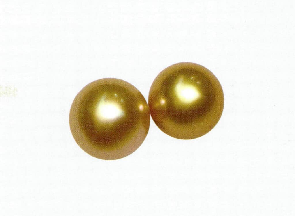 الشكل 1-4-31 لؤلؤة البحر الجنوبي الذهبية