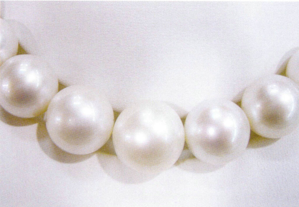 الشكل 1-4-33 لؤلؤة البحر الجنوبي البيضاء