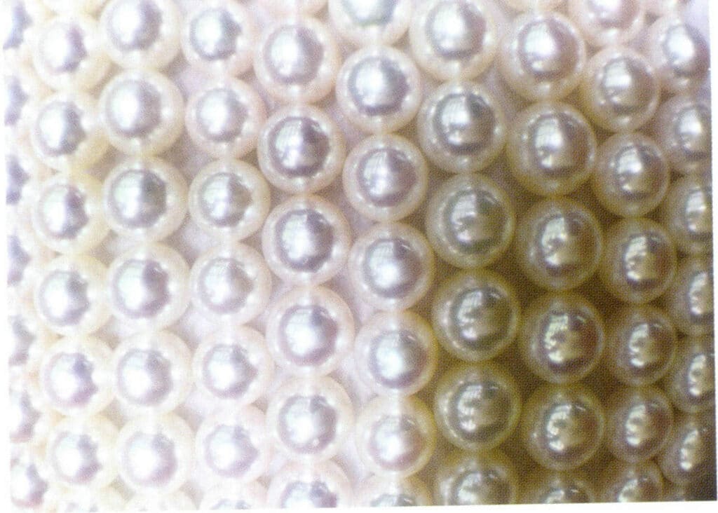 الشكل 1-4-39 لآلئ أكويا ذات الألوان المختلفة المصاحبة