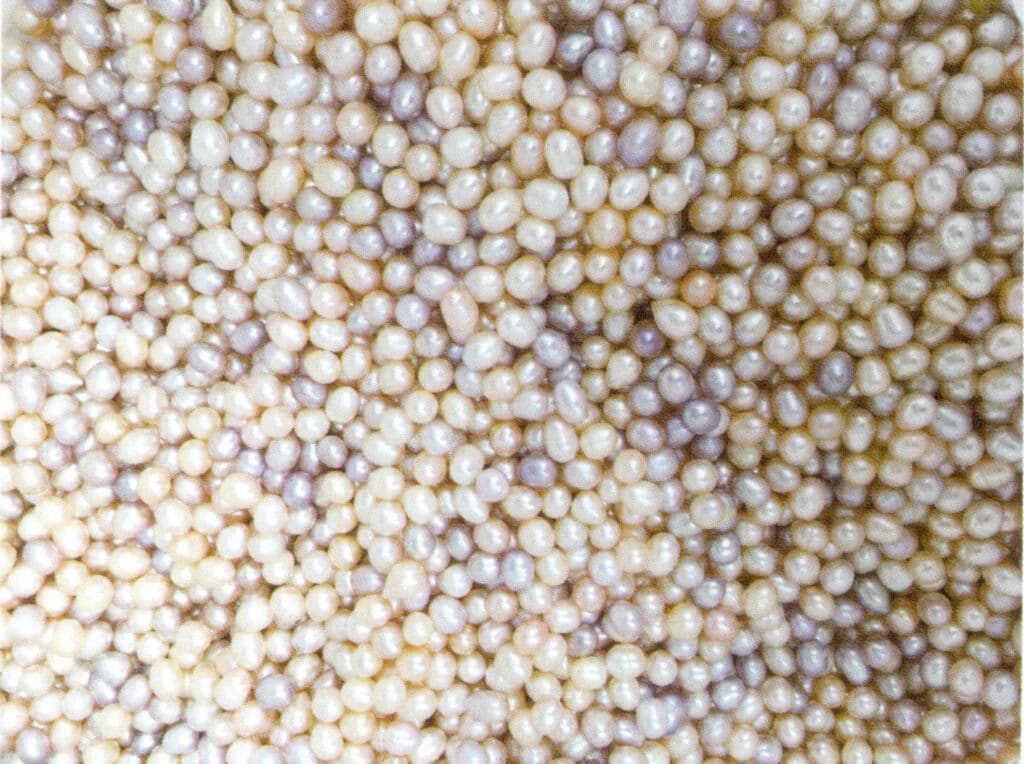 الشكل 1-4-45 لون لآلئ المياه العذبة المستزرعة (2)