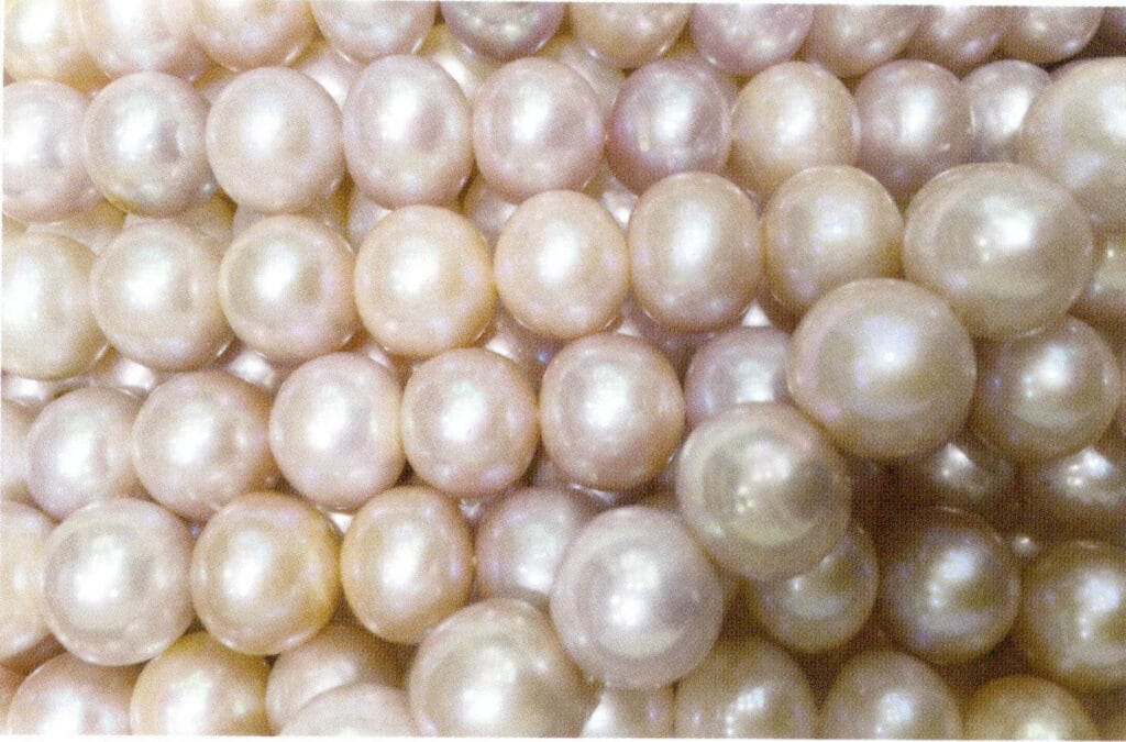 الشكل 1-4-47 لؤلؤة المياه العذبة المستزرعة المستديرة