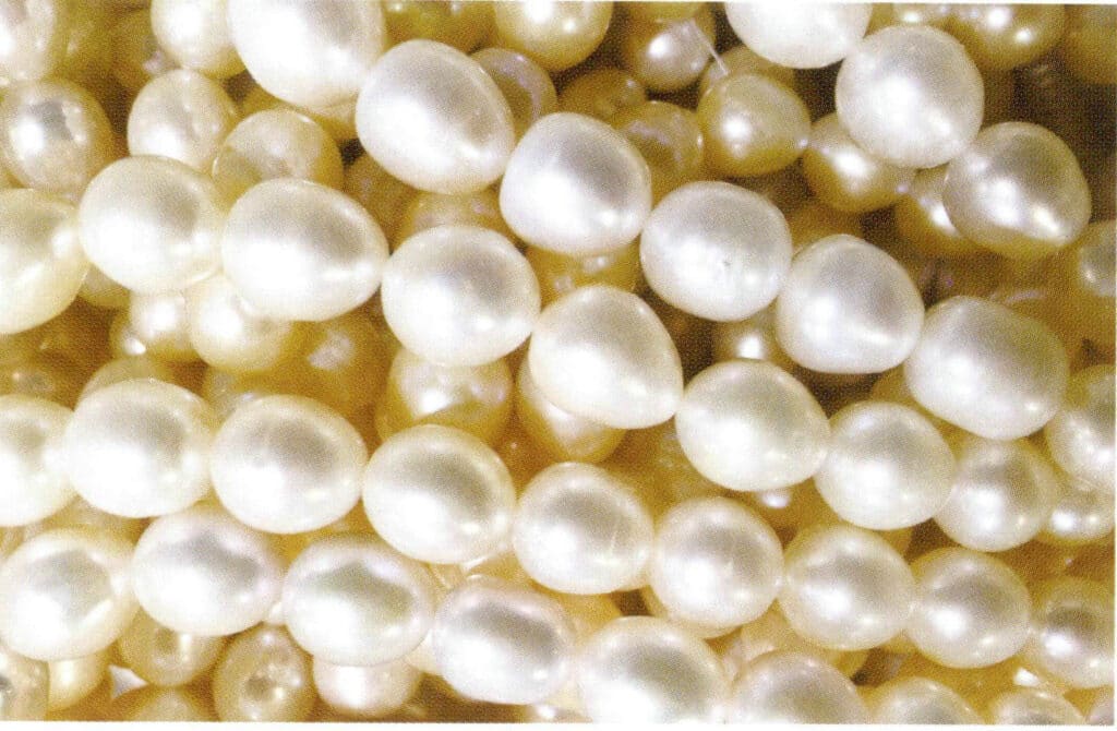 الشكل 1-4-48 لؤلؤ المياه العذبة المستنبتة البيضاوي