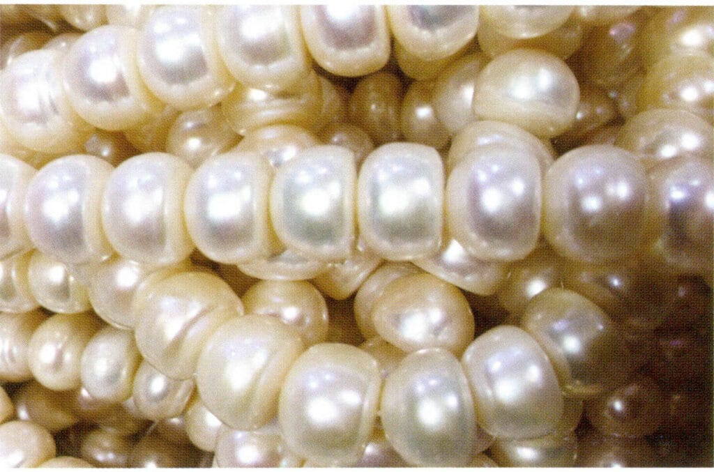 الشكل 1-4-52 لؤلؤة المياه العذبة المستزرعة على شكل كعكة