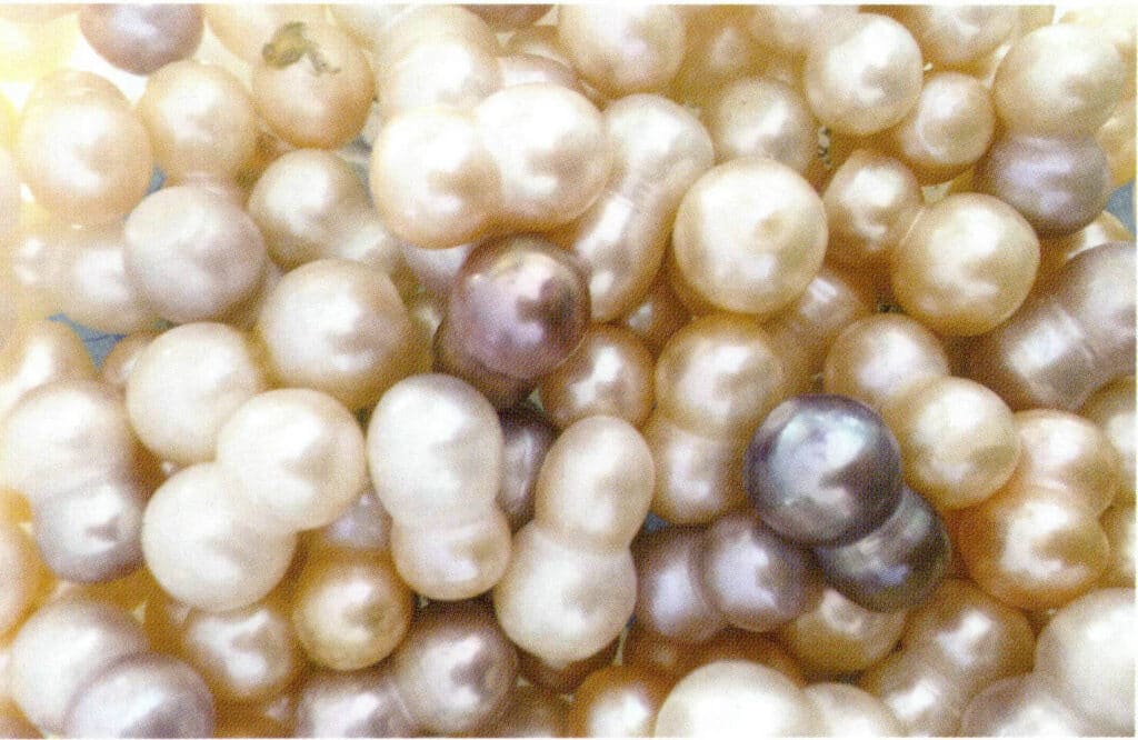 الشكل 1-4-53 لآلئ المياه العذبة المستزرعة المتصلة